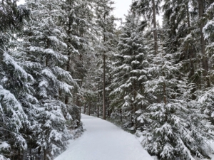 Weg durch den verschneiten Wald