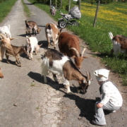 Kleines Kind auf einem Weg mit einer Herde Ziegen