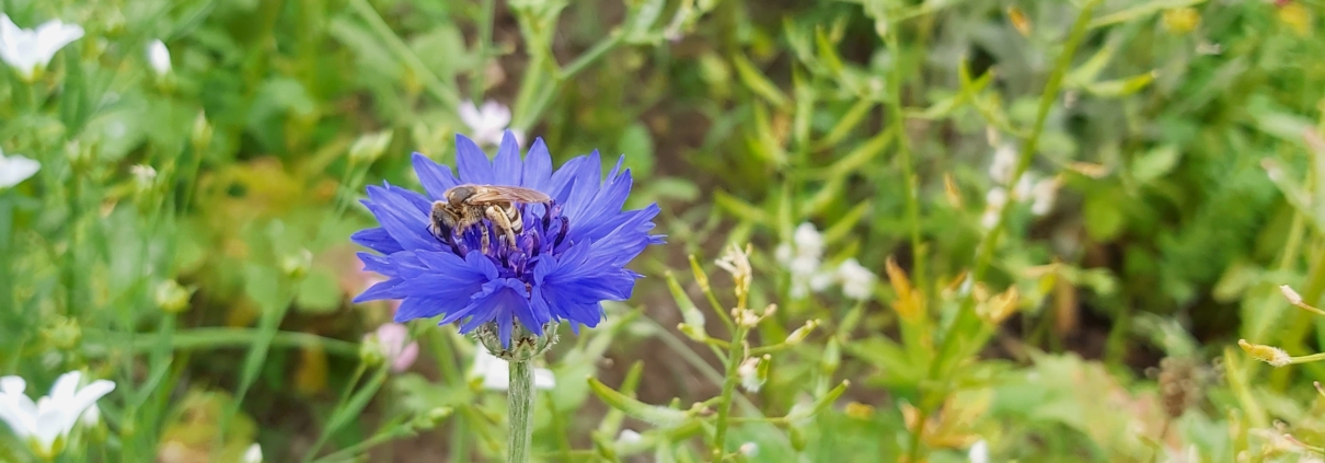 Biene auf einer blauen Blume