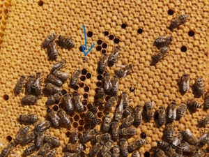 Biene schluepft gerade aus einer Wabe