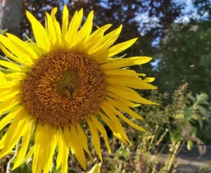 Sonnenblume mit Biene in der Mitte