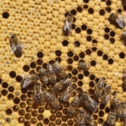 Wabe mit Bienen